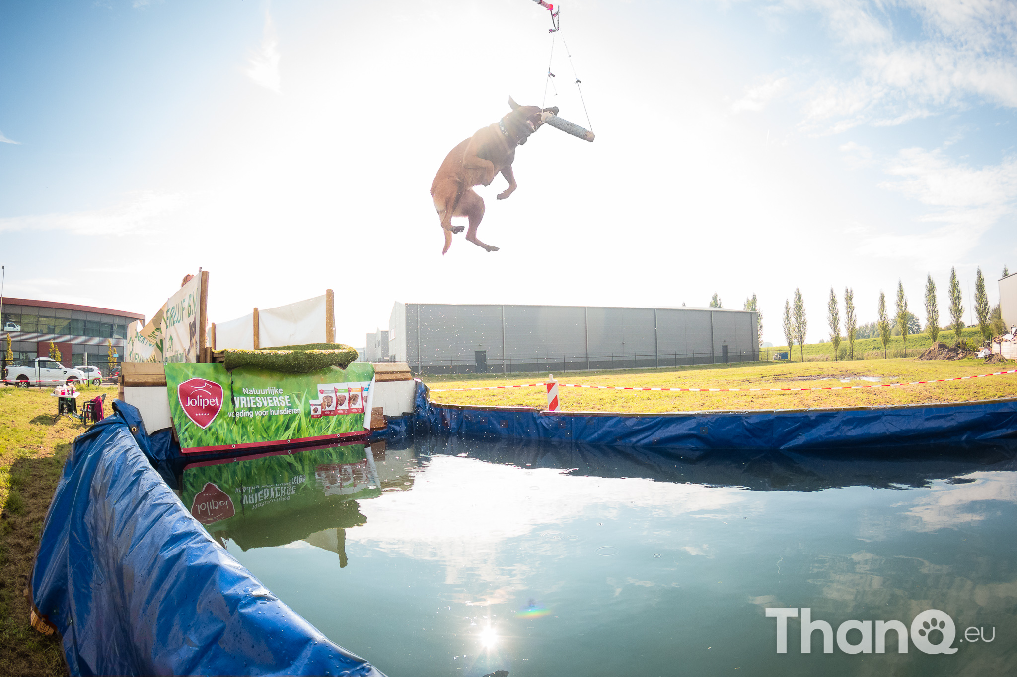 Dock Diving Dierendagfestijn ThanQ.eu