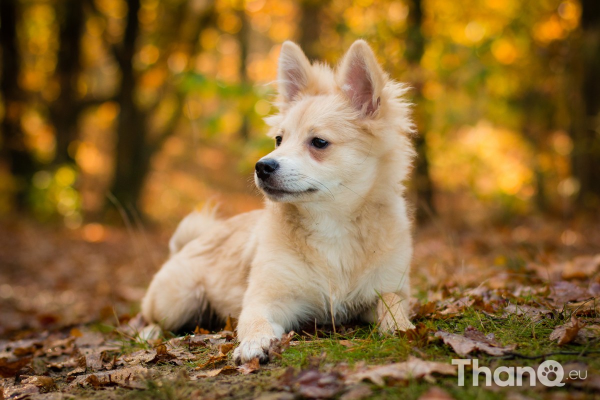 Bounty (Keeshondje) - Hondenfoto's bij De Heide, Bergen op Zoom