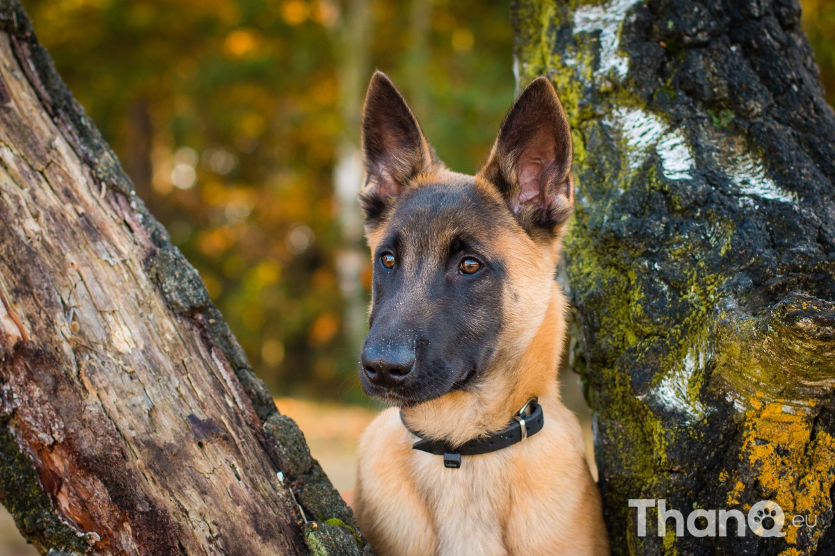Stryker (Herder) - Hondenfoto's bij De Heide, Bergen op Zoom