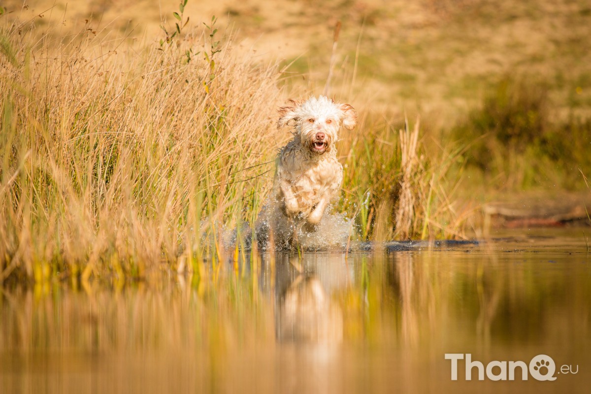 Quibus (Labradoodle) - Hondenfoto's bij De Heide, Bergen op Zoom