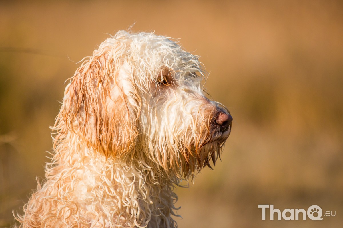 Quibus (Labradoodle) - Hondenfoto's bij De Heide, Bergen op Zoom