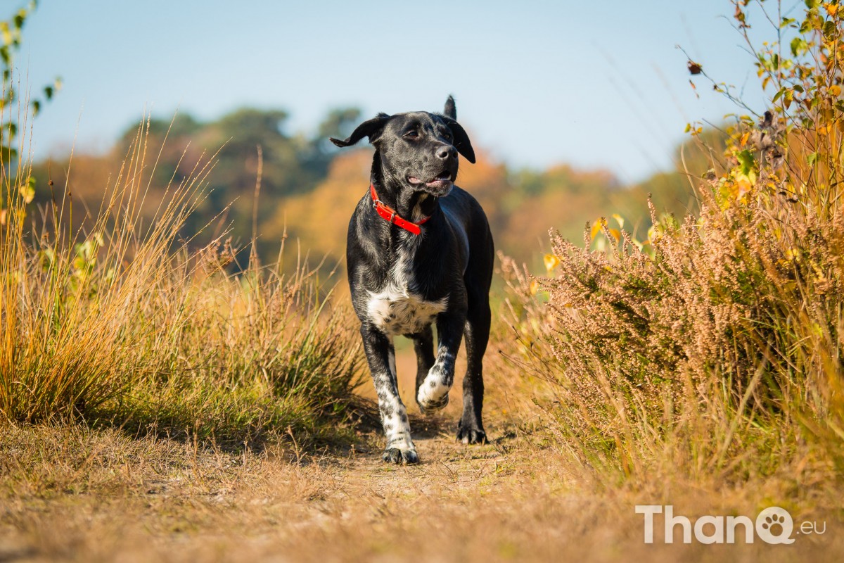 Finley (kruising) - Hondenfoto's bij De Heide, Bergen op Zoom
