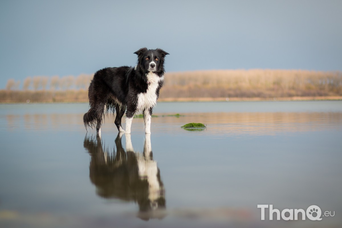 Border collie Fenna bij Meerkoet, Veerse Meer, Zeeland