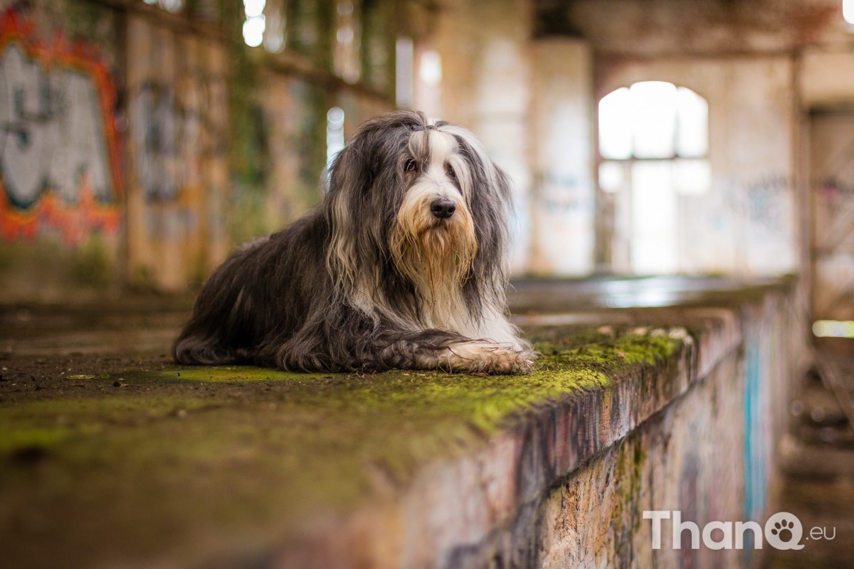 Bearded collie Bo