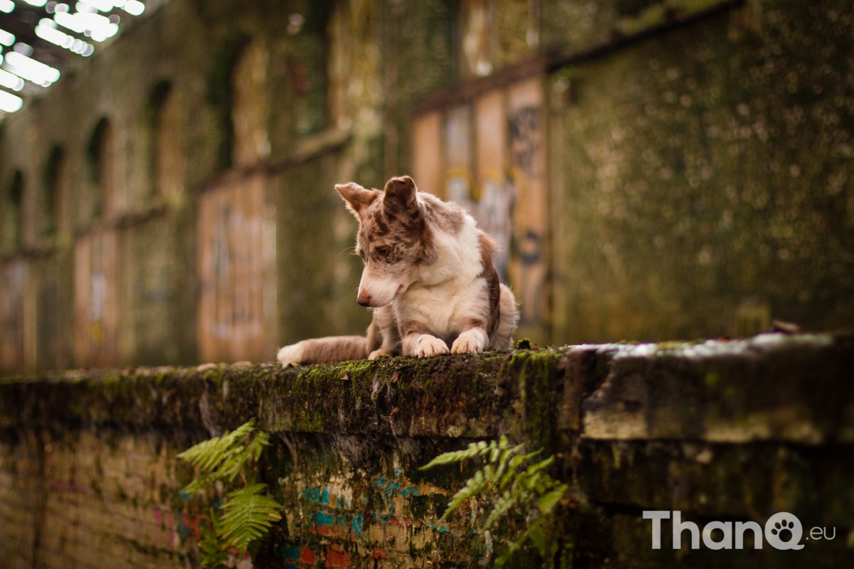 Border collie Ziva