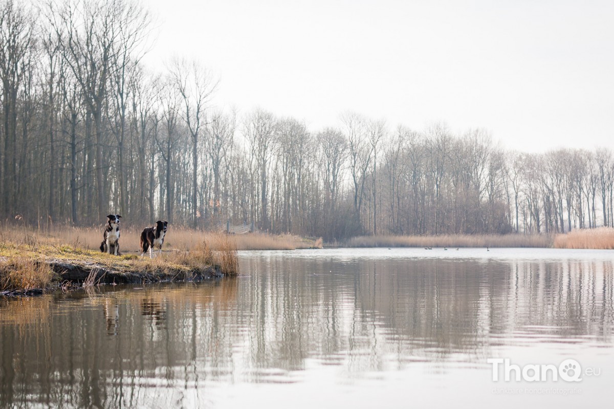 Hondenfoto van border collies Fenna en Jindi in het Veerse Bos