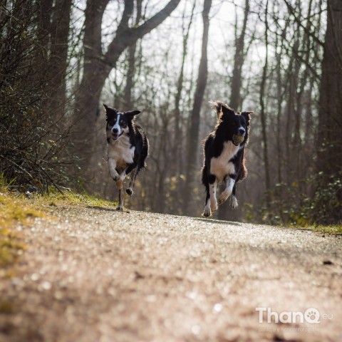 Hondenfoto van border collies Fenna en Jindi in het Veerse Bos