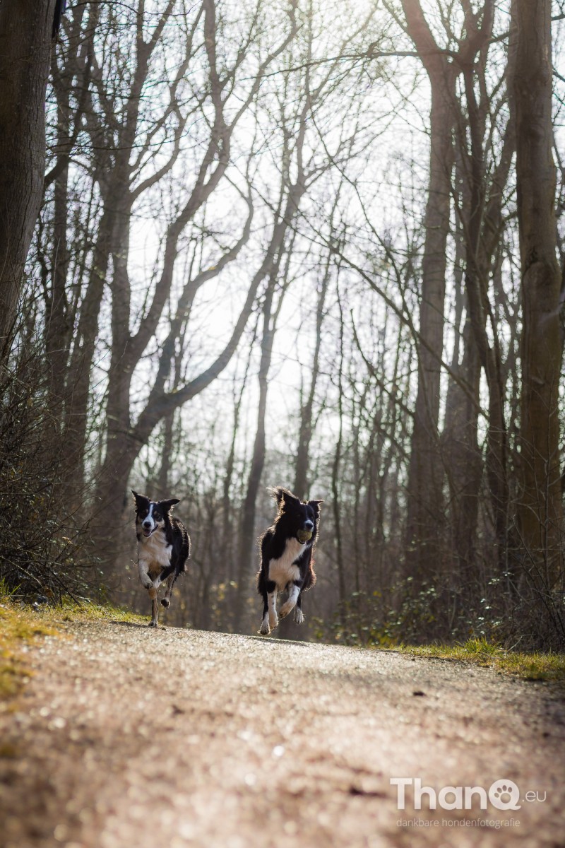Hondenfoto van border collies Fenna en Jindi in het Veerse Bos