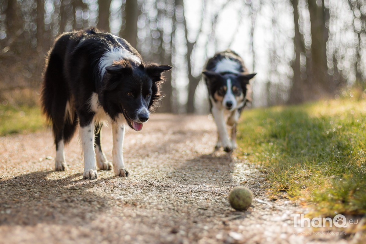 Hondenfoto van border collies Fenna en Jindi in het Veerse Bos