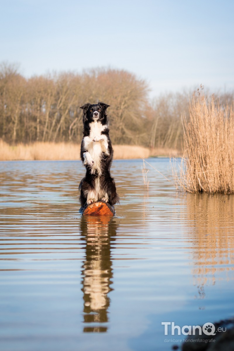 Hondenfoto van border collie Fenna in het Veerse Bos