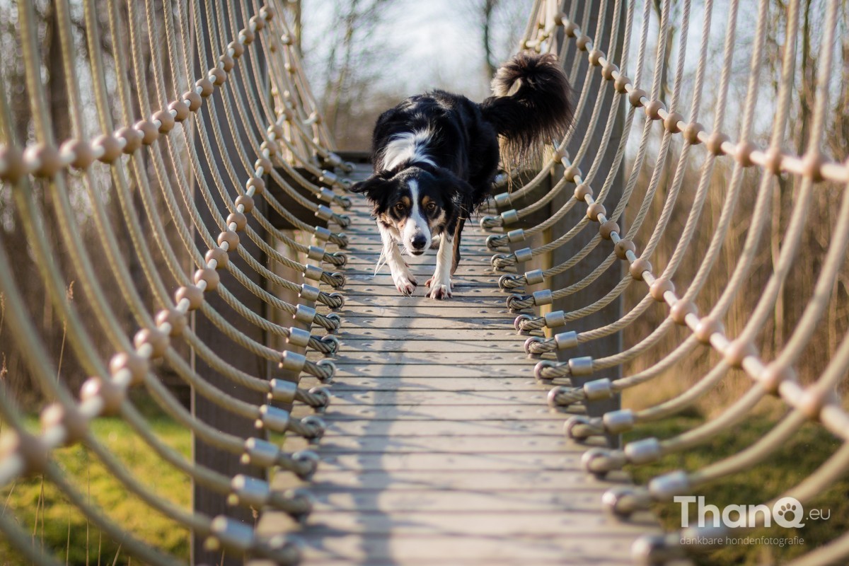 Hondenfoto van border collie Jindi in het Veerse Bos