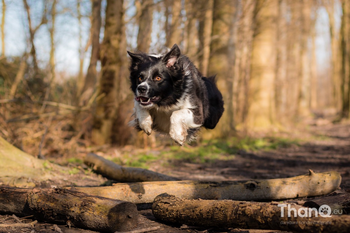 Hondenfoto van border collie Fenna in het Veerse Bos
