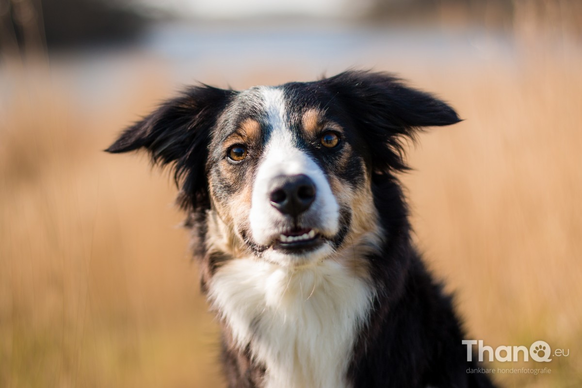 Hondenfoto van border collie Jindi in het Veerse Bos