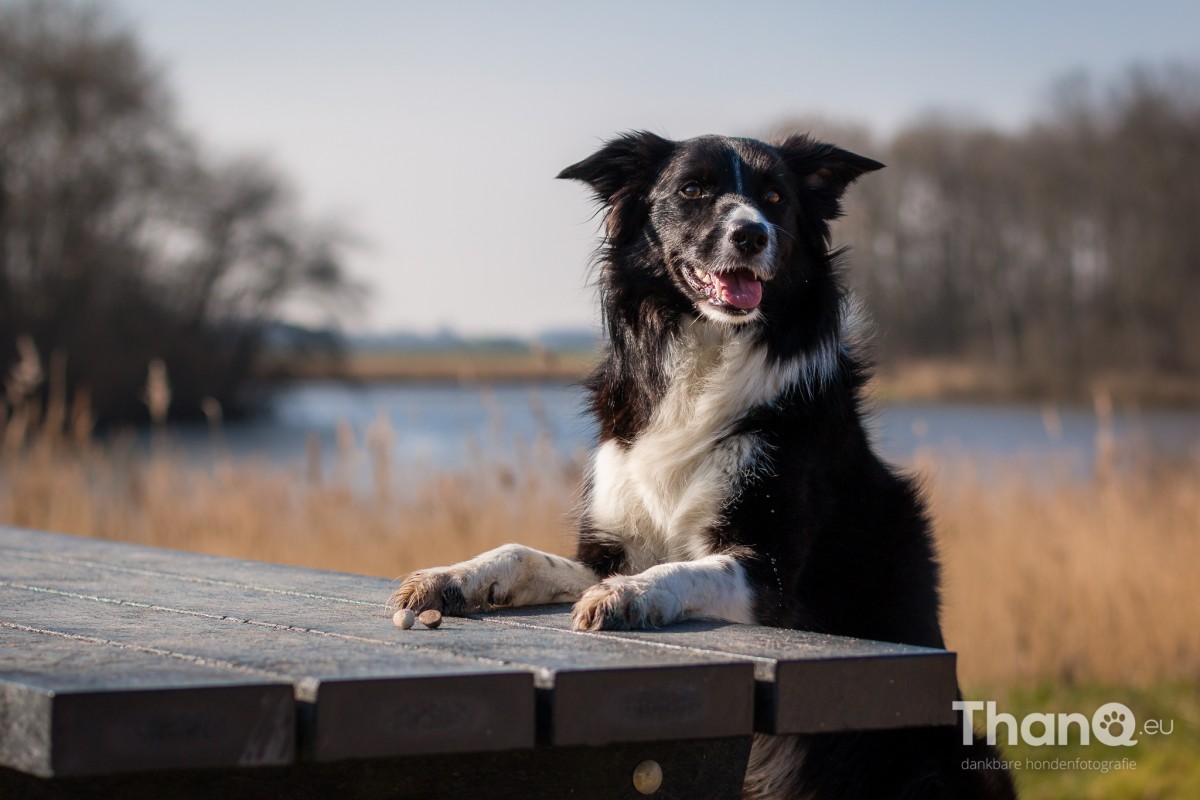 Hondenfoto van border collie Fenna in het Veerse Bos
