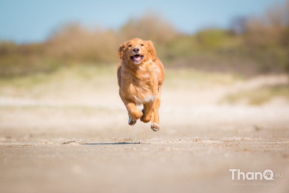 Roemer op het strand bij Oostvoorne