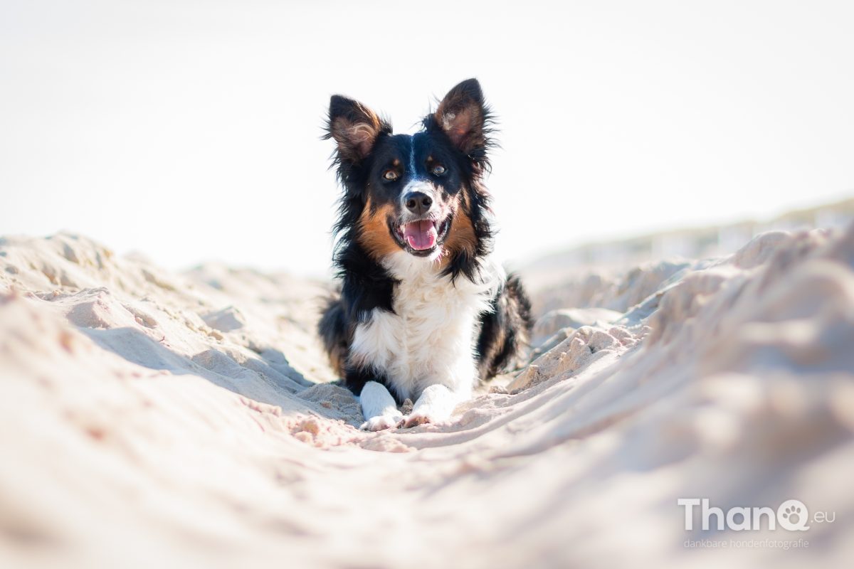 Jake in Domburg