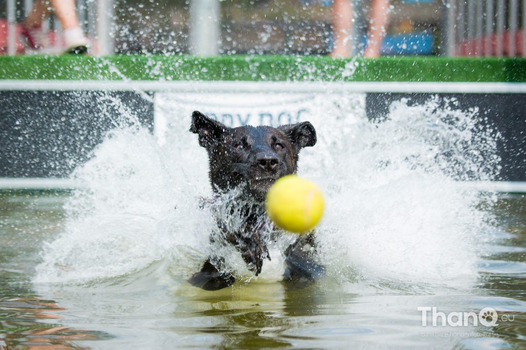 Dock Diving at Animal Event 2016