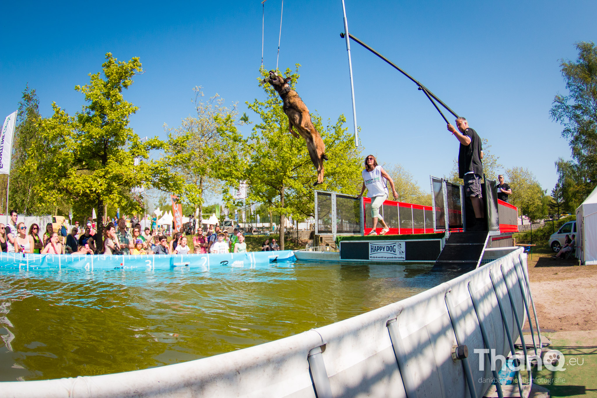 Dock Diving at Animal Event 2016 ThanQ.eu