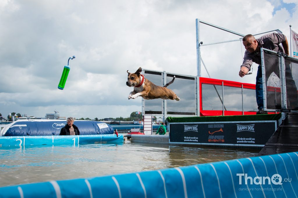 Dock Diving Havendag Werkendam