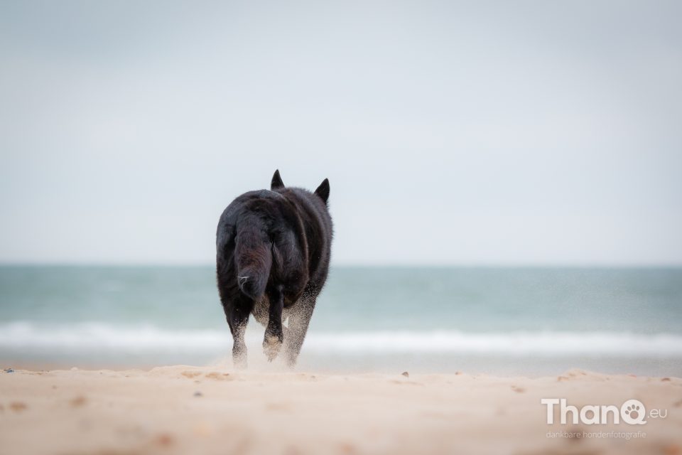 Kelly op het strand bij Oostkapelle / Domburg