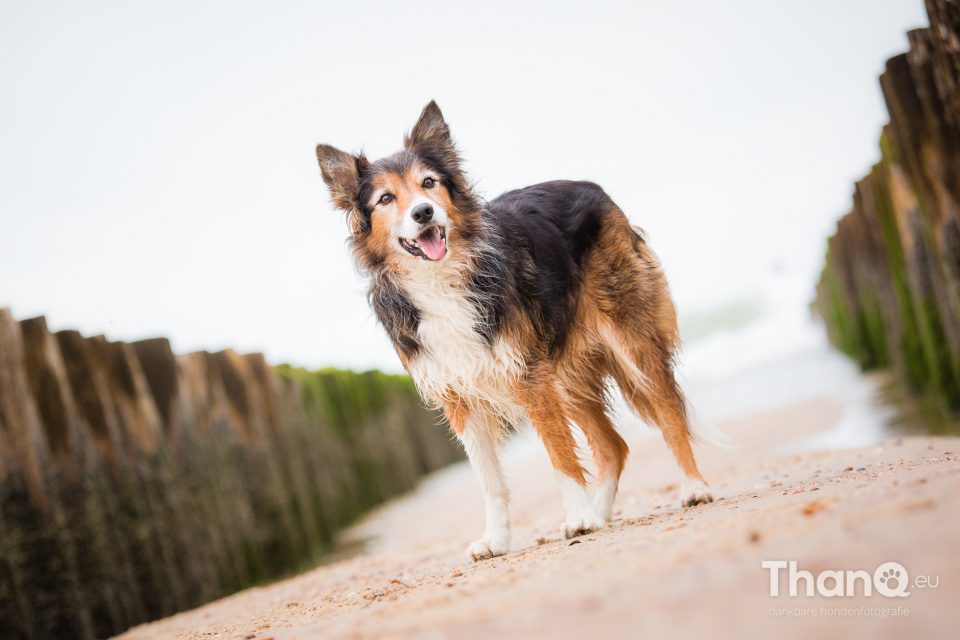 Robbie op het strand bij Oostkapelle / Domburg