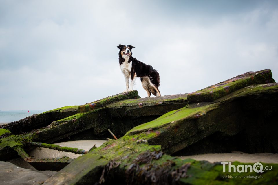 Jindi op het strand bij Fort Rammekes