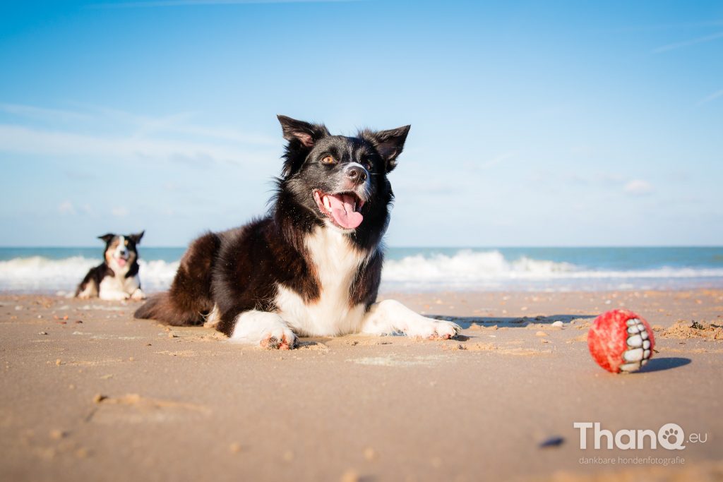 Fenna op het strand bij Oostkapelle / Domburg