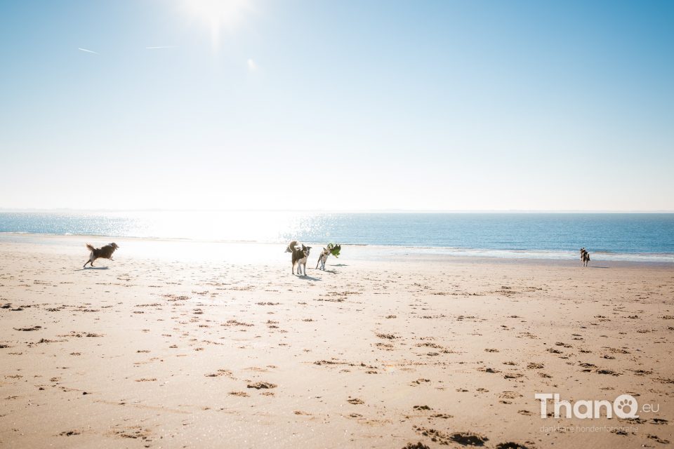 Border collies op het strand bij Vlissingen / Dishoek