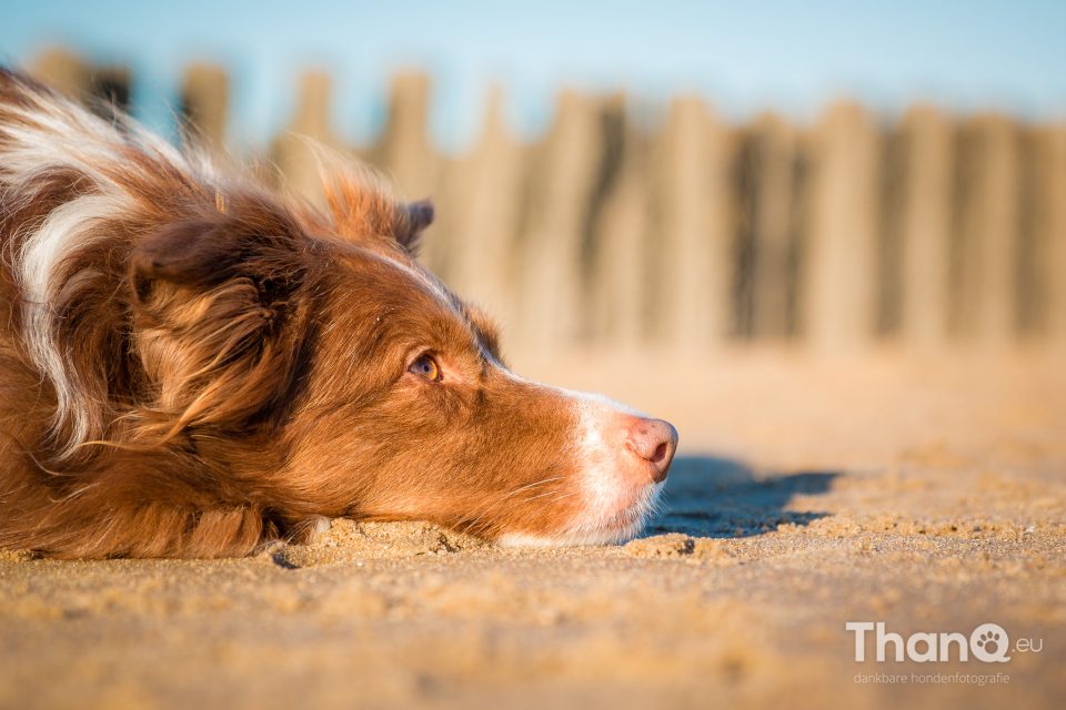 Border collie Maggy op het strand bij Vlissingen / Dishoek