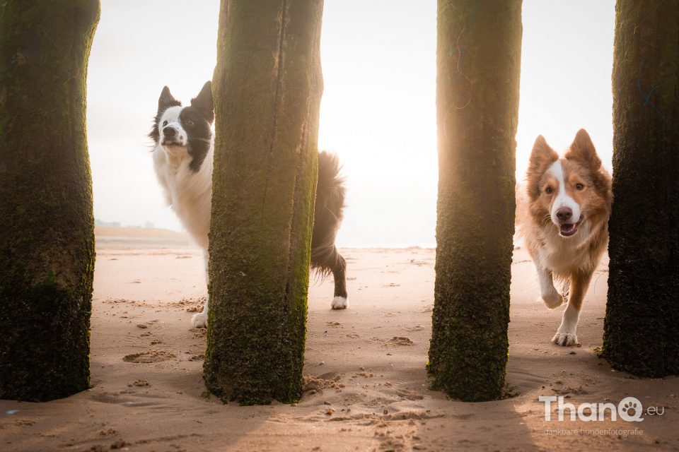 Border collies Kenzo en Kay op het strand bij Vlissingen / Dishoek