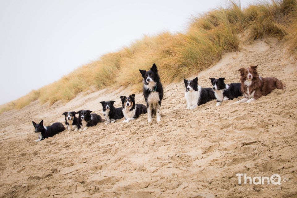 Border collies op het strand bij Brouwersdam in Ouddorp