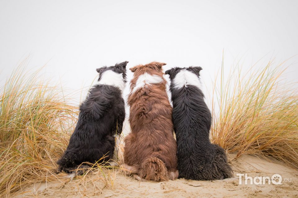 3 generaties border collies op het strand bij Brouwersdam in Ouddorp