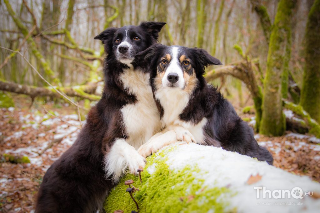 Border collies Fenna en Jindi in het bos van Cizely, Bourgogne Frankrijk