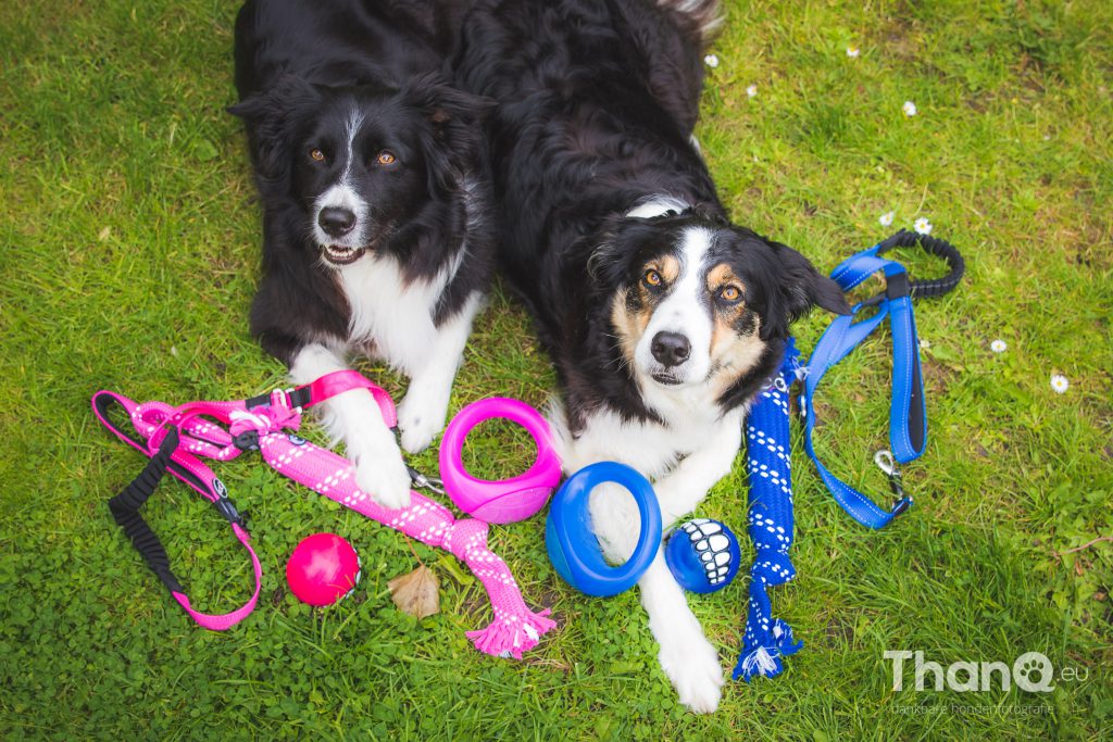 Border collies Fenna en Jindi