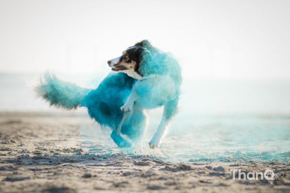 Beyond Ontspannend Baby Holi kleurpoeder fotoshoots met honden | ThanQ.eu