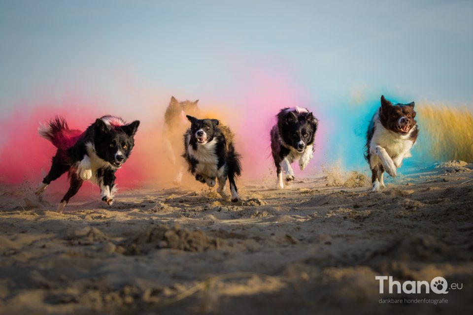 Border collies met holi kleurpoeder trekken een sprintje