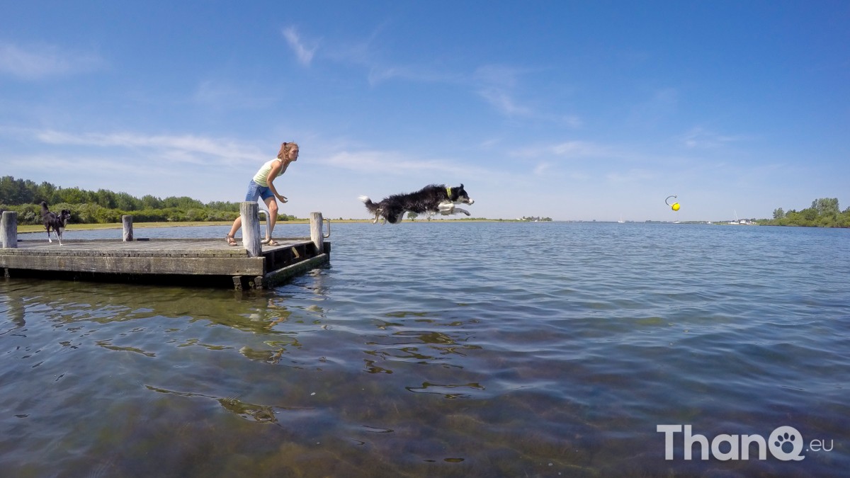 Border collie Jindi dock diving bij Meerkoet, Veerse Meer, Zeeland