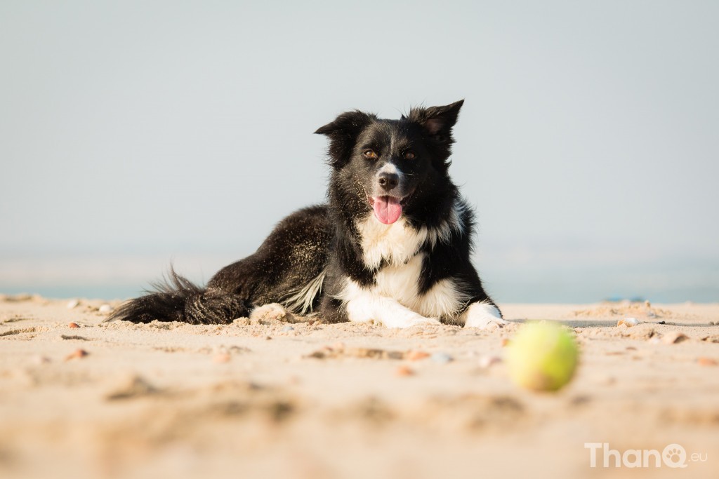 Border collie Fenna bij Banjaardstrand (Zeeland)
