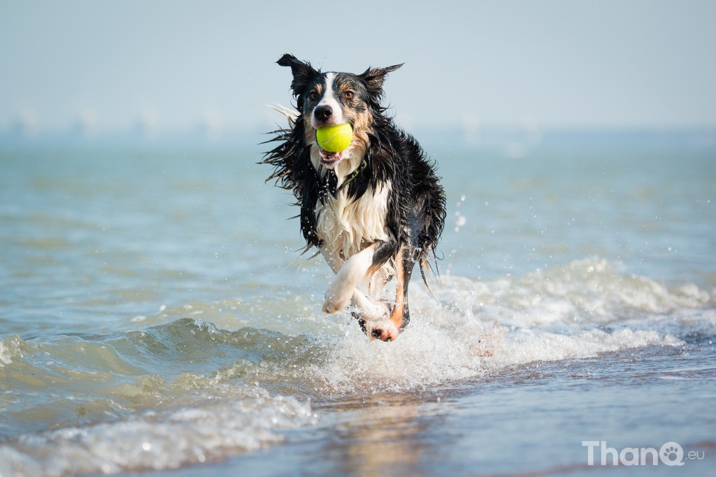 Border collie Jindi bij Banjaardstrand (Zeeland)