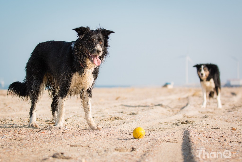 Border collies Fenna en Jindi bij Banjaardstrand (Zeeland)