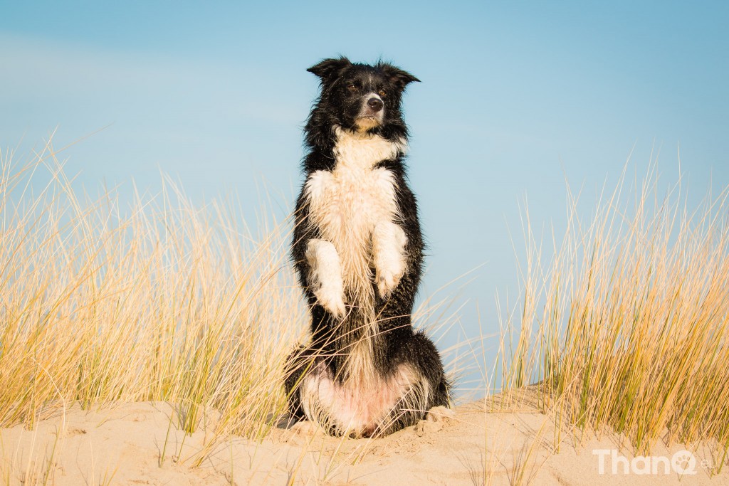 Border collie Fenna bij Banjaardstrand (Zeeland)