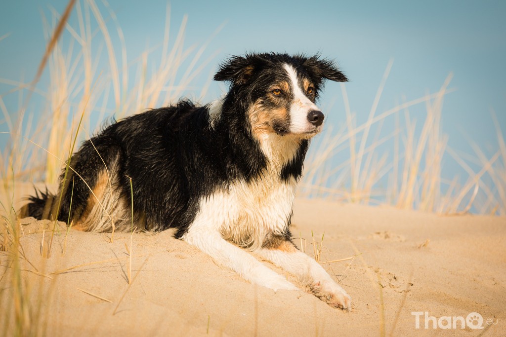 Border collie Jindi bij Banjaardstrand (Zeeland)