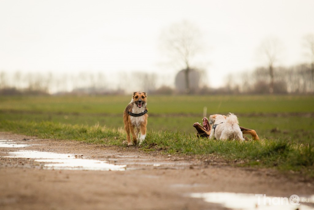 Choco en Turbo aan het spelen