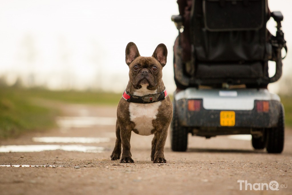 Franse Bulldog Hummer in Goese Polder Park