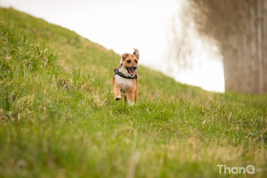 Amigo (kruisting) in Goese Polder Park