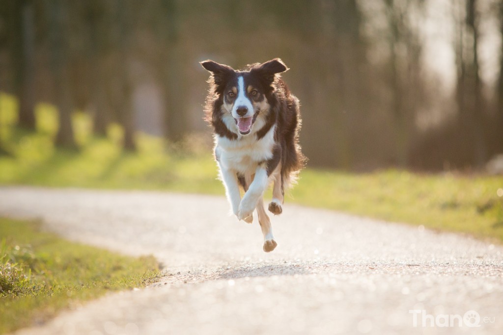 Border Collie Jindi in Goese Polder Park