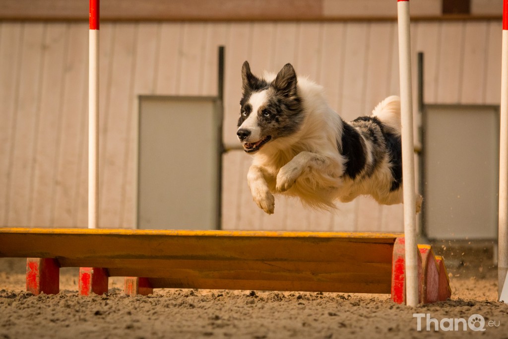 Behendigheidswedstrijd Border Collie Club Nederland in Velddriel