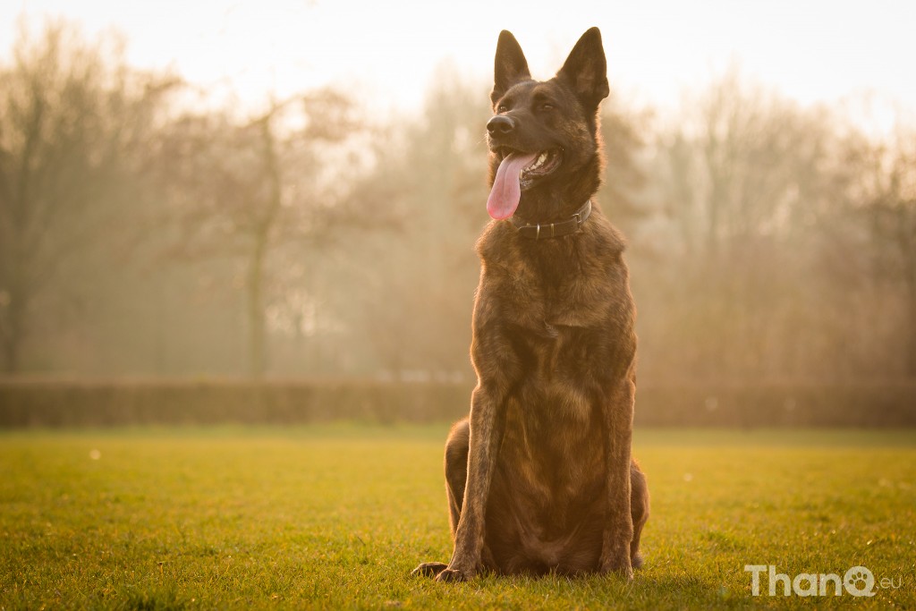 Herder Luna in Goese Polder Park