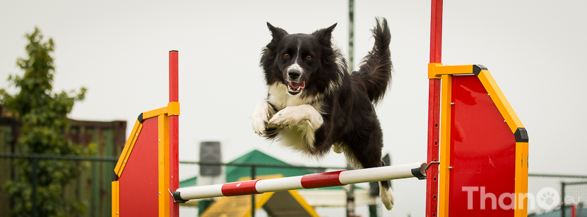 Fenna at International All Breeds Cup 2014