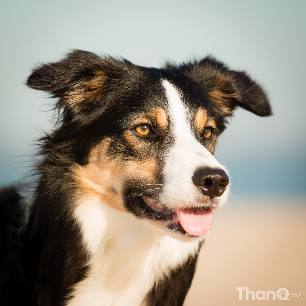 Border collie Jindi bij het Banjaardstrand